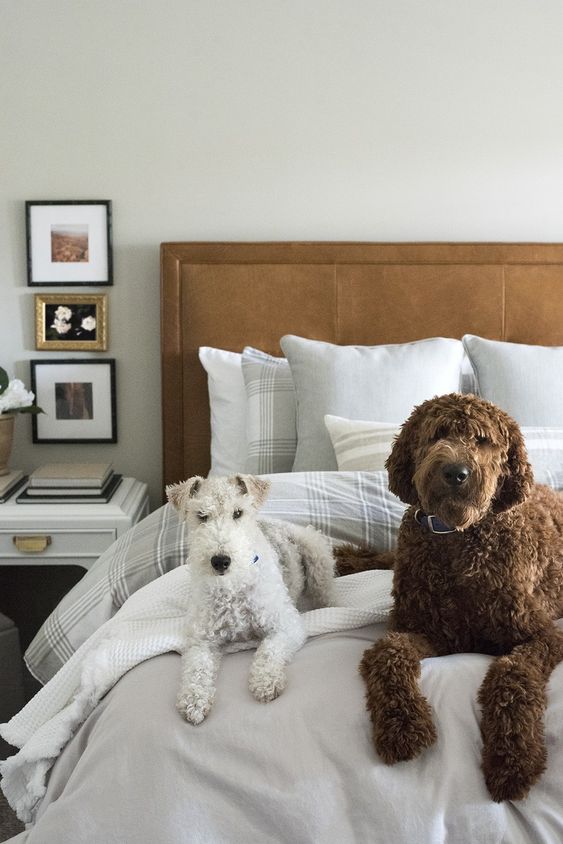 NOSSOS FIÉIS COMPANHEIROS