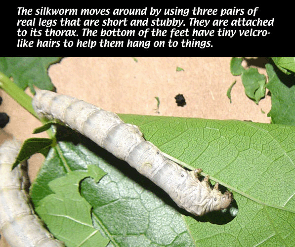 SilknThreads LIFE CYCLE OF SILKWORMS