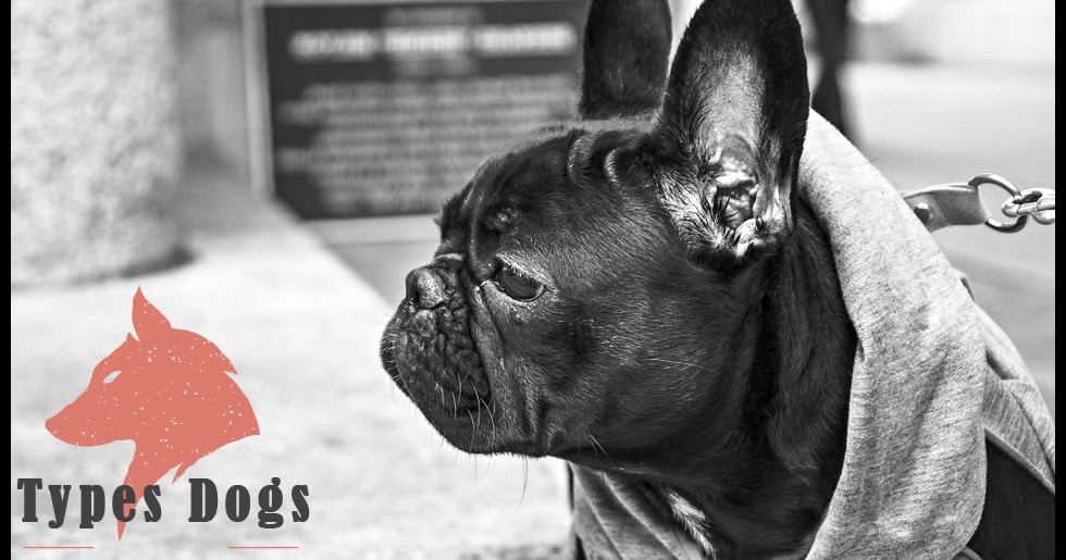Tips to Choose French Bulldog Puppies