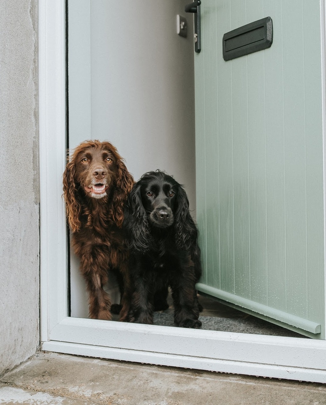 Visiting Cornwall With Classic Cottages Steph The Spaniels