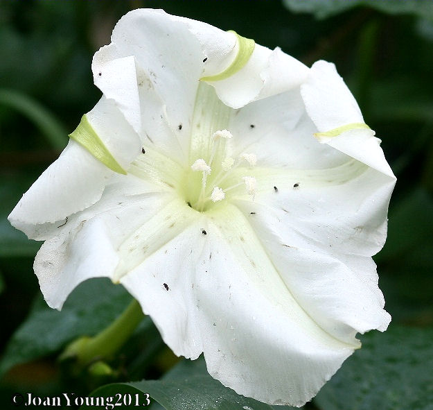 Natures World of Wonder: Moonflower (Ipomoea alba)