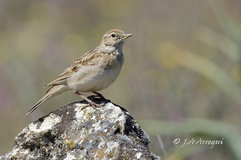 Terrera común, Callandrella brachydactyla, Short-toed Lark Terrera común, Callandrella brachydactyla, Short-toed Lark