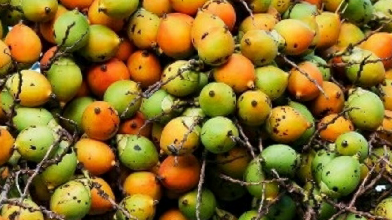 Benefits of betel nut