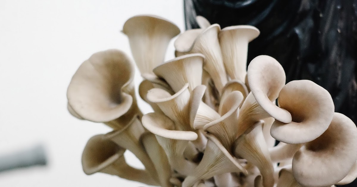 Pink oyster mushroom spawn Biobritte mushroom spawn Biobritte spawn lab