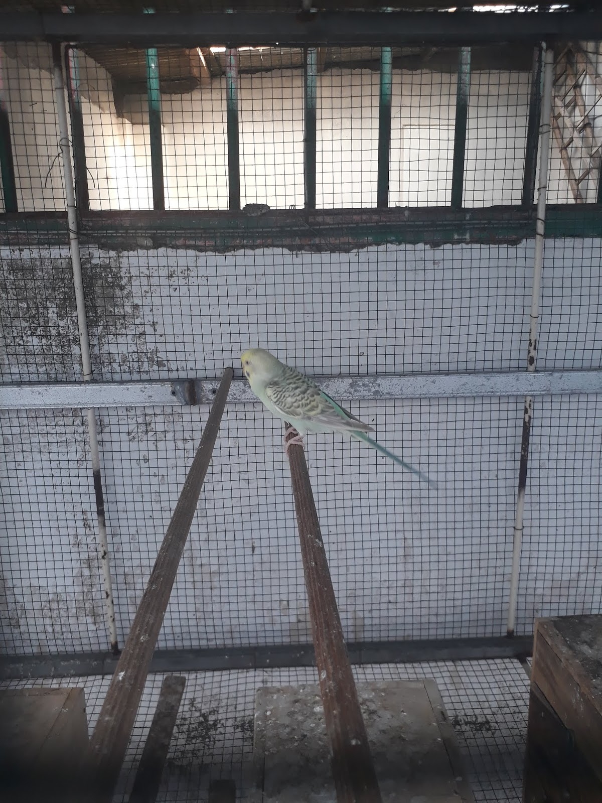 Virus Ternak Mengenal Burung Parkit Lokal