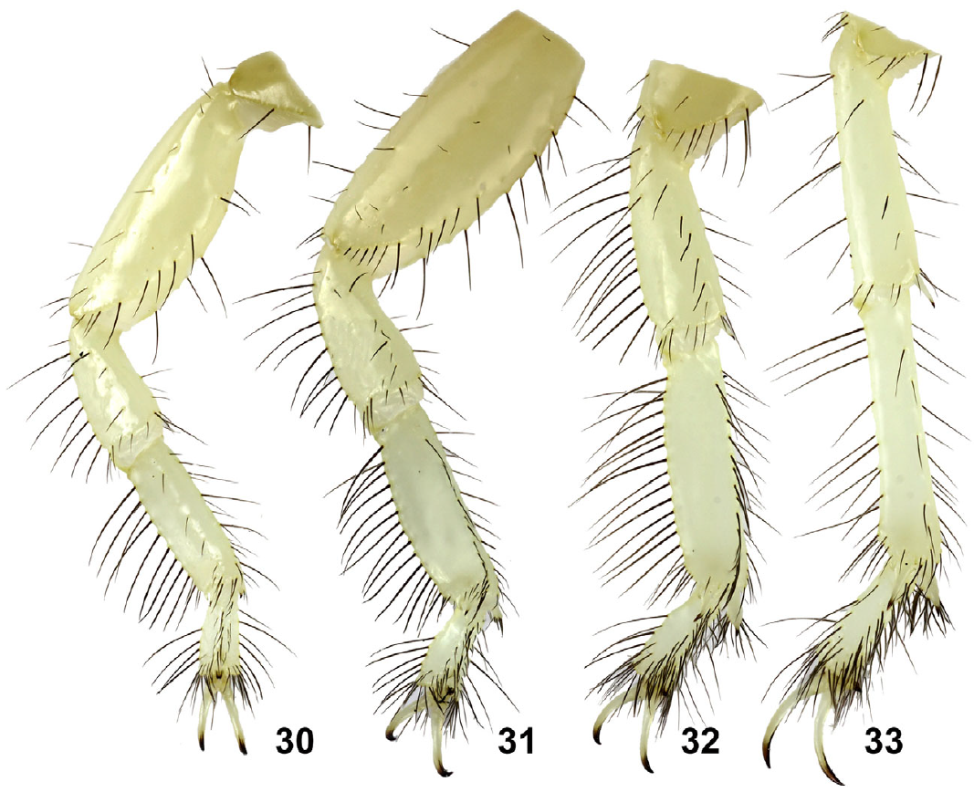 The Scorpion Files Newsblog A new species of Buthacus from Morocco and