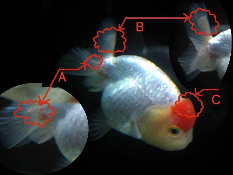 Penyakit Ikan mas Koki dan Cara Mengatasinya Info