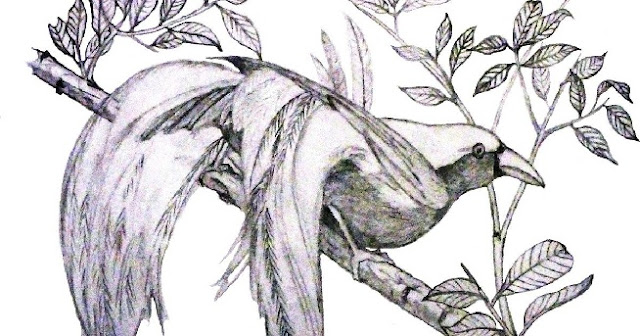 Burung cendrawasih hitam putih Burung cendrawasih hitam putih