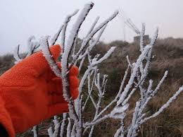 A foto mostra uma linda foto da neve acumulada nos galhos da planta seca e a luva na cor laranja deu o destaque maravilhoso.. A foto mostra uma linda foto da neve acumulada nos galhos da planta seca e a luva na cor laranja deu o destaque maravilhoso..