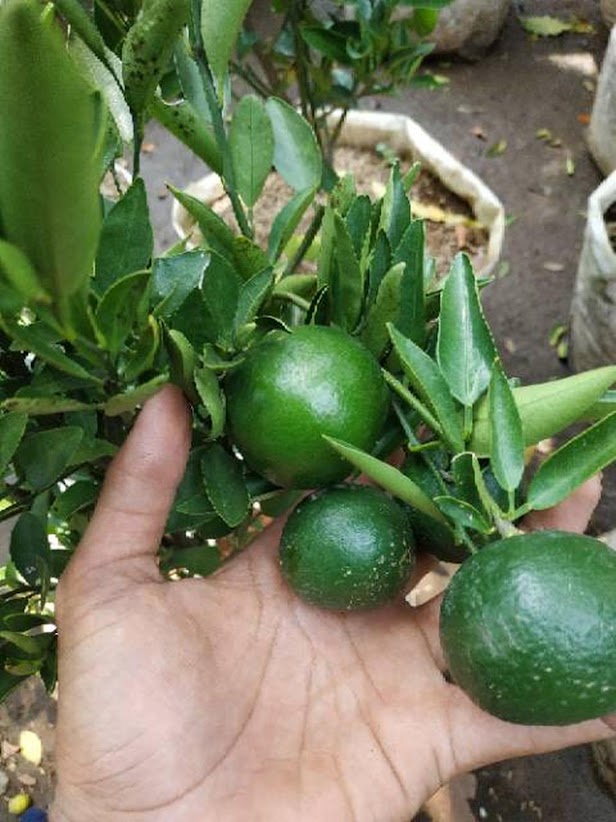 sudah berbuah bibit pohon Tanaman buah jeruk limo sudah berbuah nipis purut bali lemon siam kip keep Gorontalo