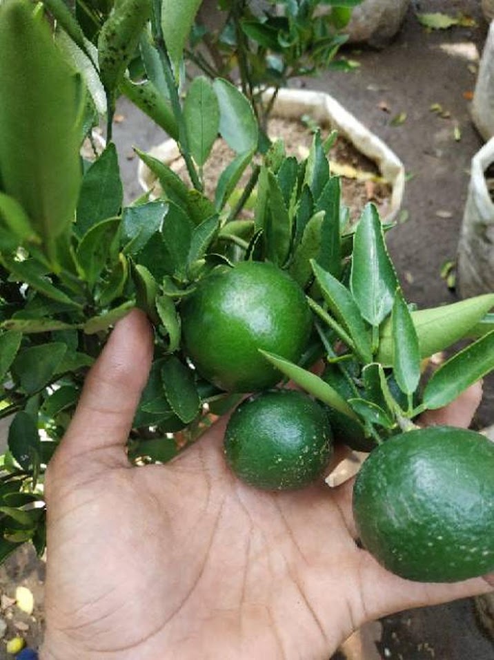 sudah berbuah bibit pohon Tanaman buah jeruk limo sudah berbuah nipis purut bali lemon siam kip keep Kalimantan Barat