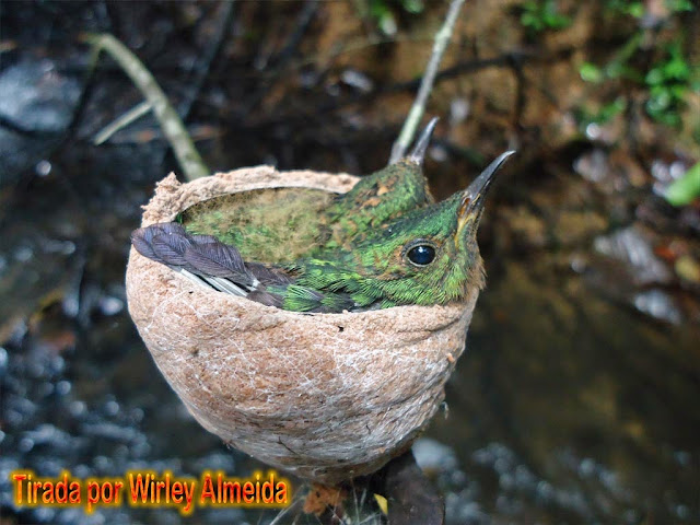Resultado de imagem para beija flor brilho de fogo