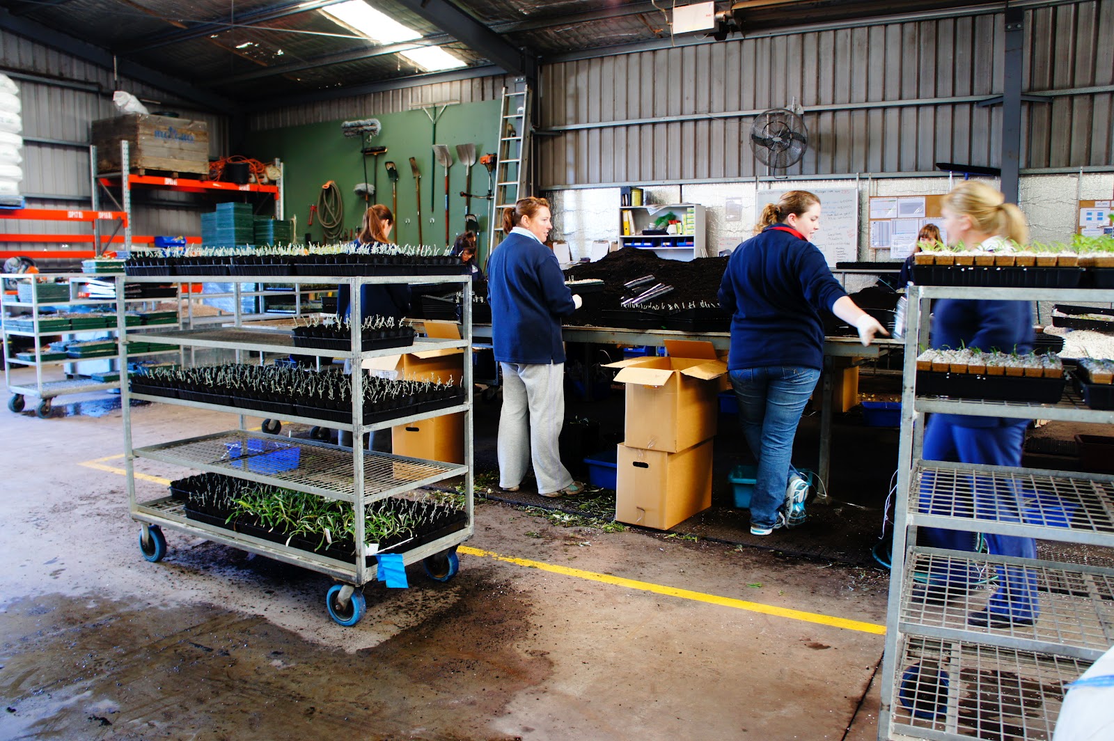 Ramiel Plantae Mansfield's Propagation Nursery
