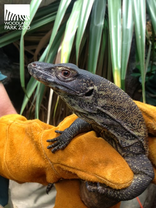 Young Komodo dragons move into new digs