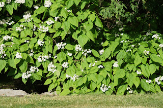 Jasmine bush in Terraview Park, Toronto