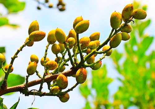 Pistachio tree