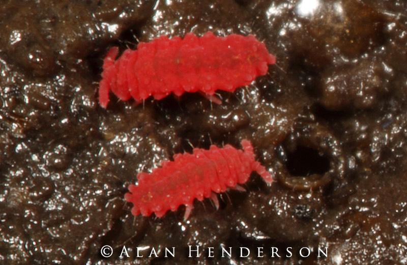 Minibeast Wildlife - Rainforest Encounters: March 2012