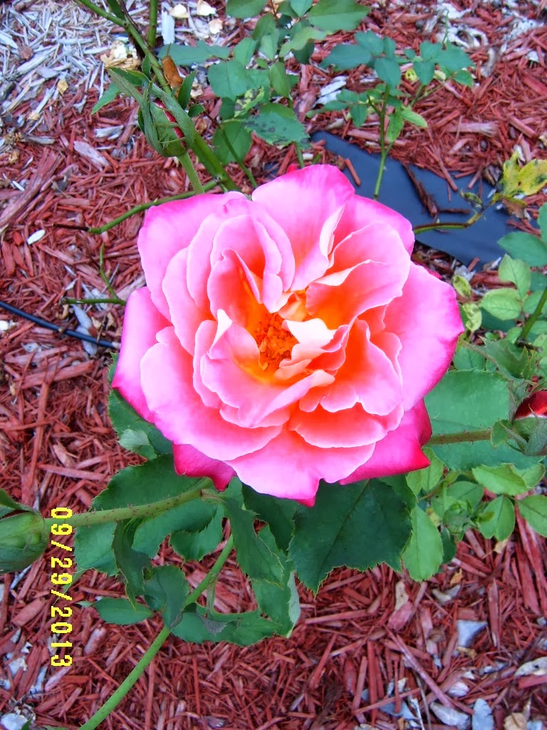 Alabama Rose and Flower Garden from a Non-Green Thumb: Rose of the Week ...