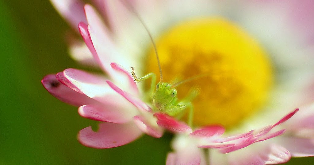 Blackpink Fans Demand Better Promotion From Yg Entertainment