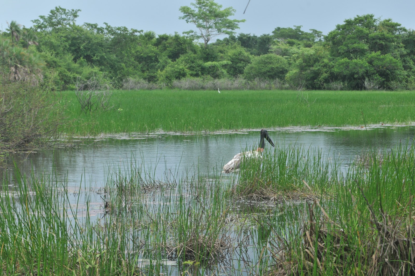 Belize Bird Rescue: Stork Storkers Club