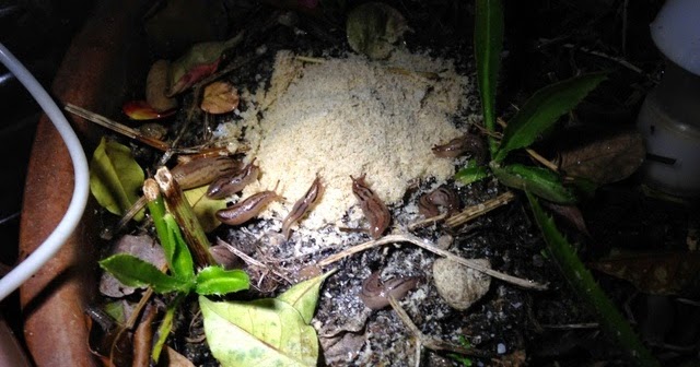 山とランニングの日記 ナメクジ対策 米ぬか