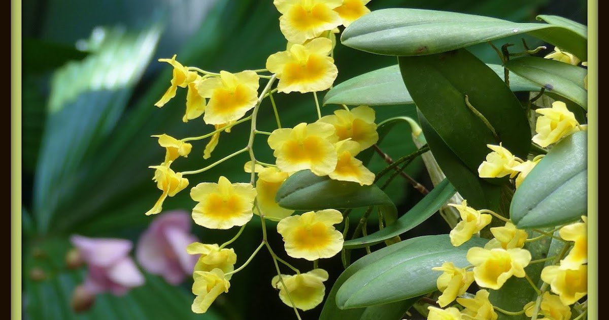 Birding For Pleasure Orchids in Cairns Palm House