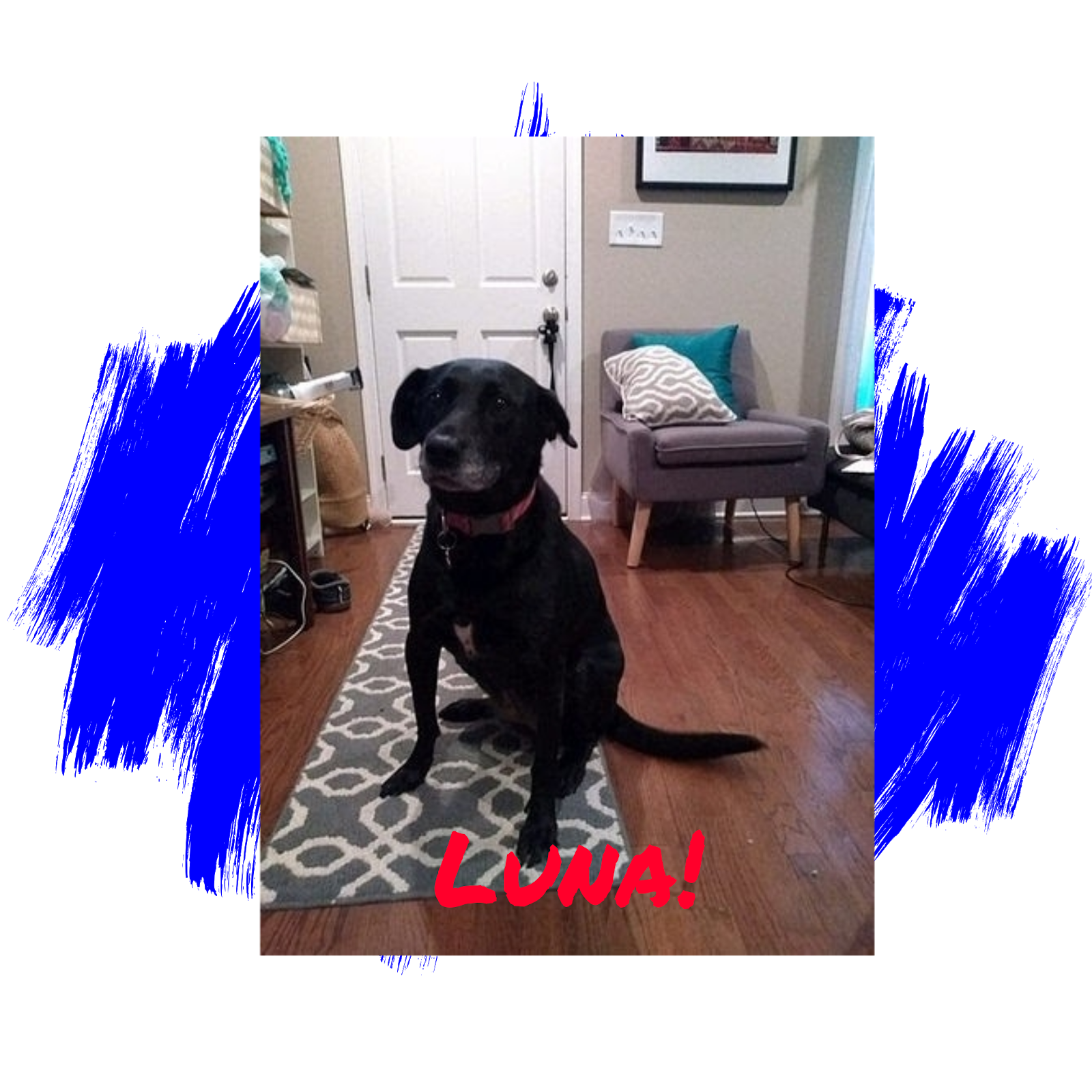 Friday's Friend! Dog Adoption, Lab Rescue of L.R.C.P., Inc. from the