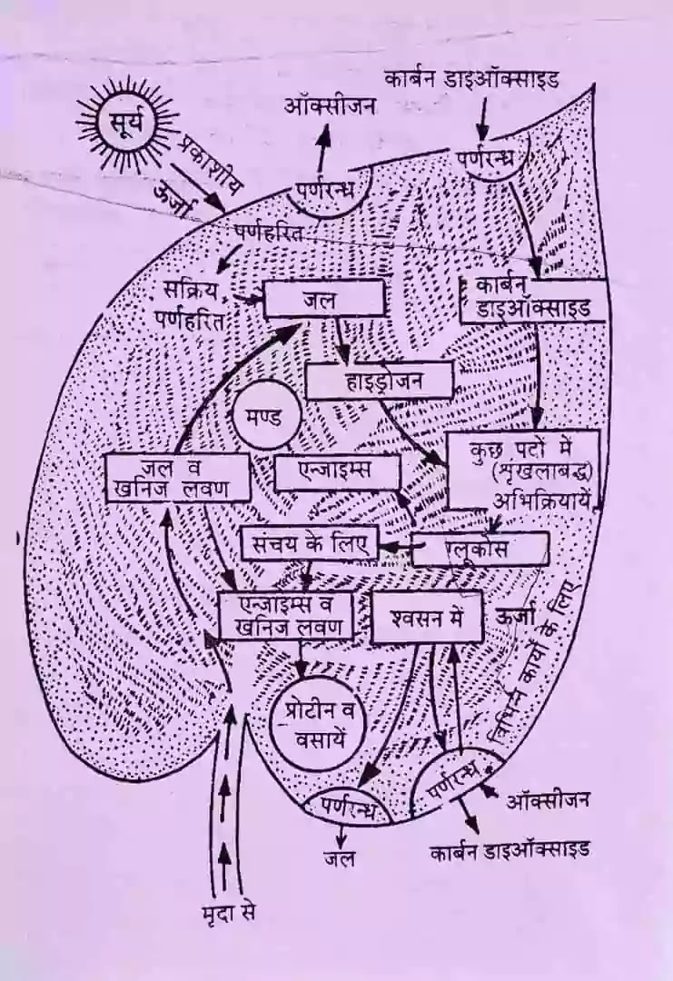 पादप कार्यिकी या पादप शरीर क्रिया विज्ञान क्या है इसकी परिभाषा, plant physiology in hindi, plant physiology meaning in hindi, पादप कार्यिकी के जनक,