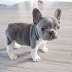 12 Things You Should Know Before Getting a French Bulldog
