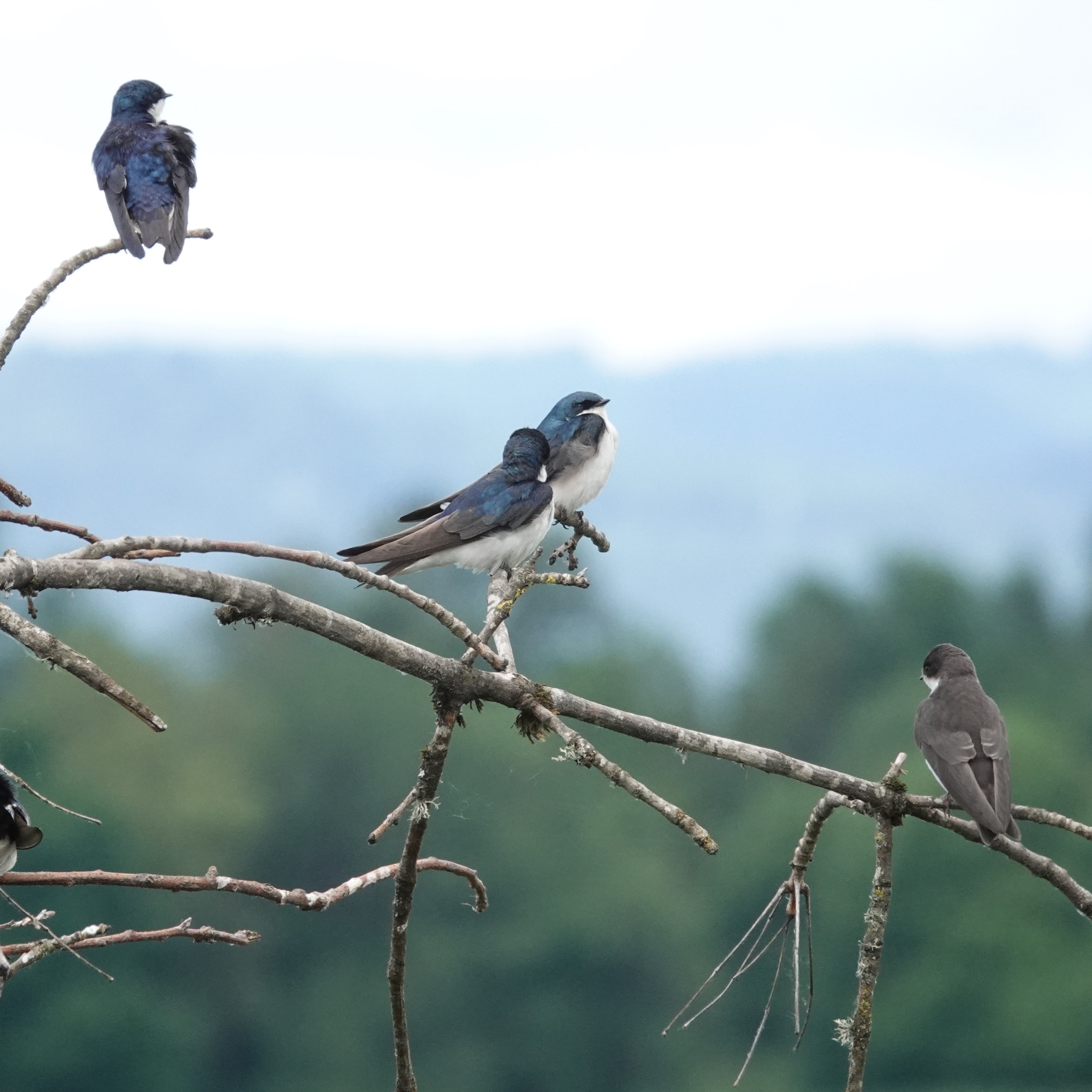 Steve c matthews birds  tree swallow