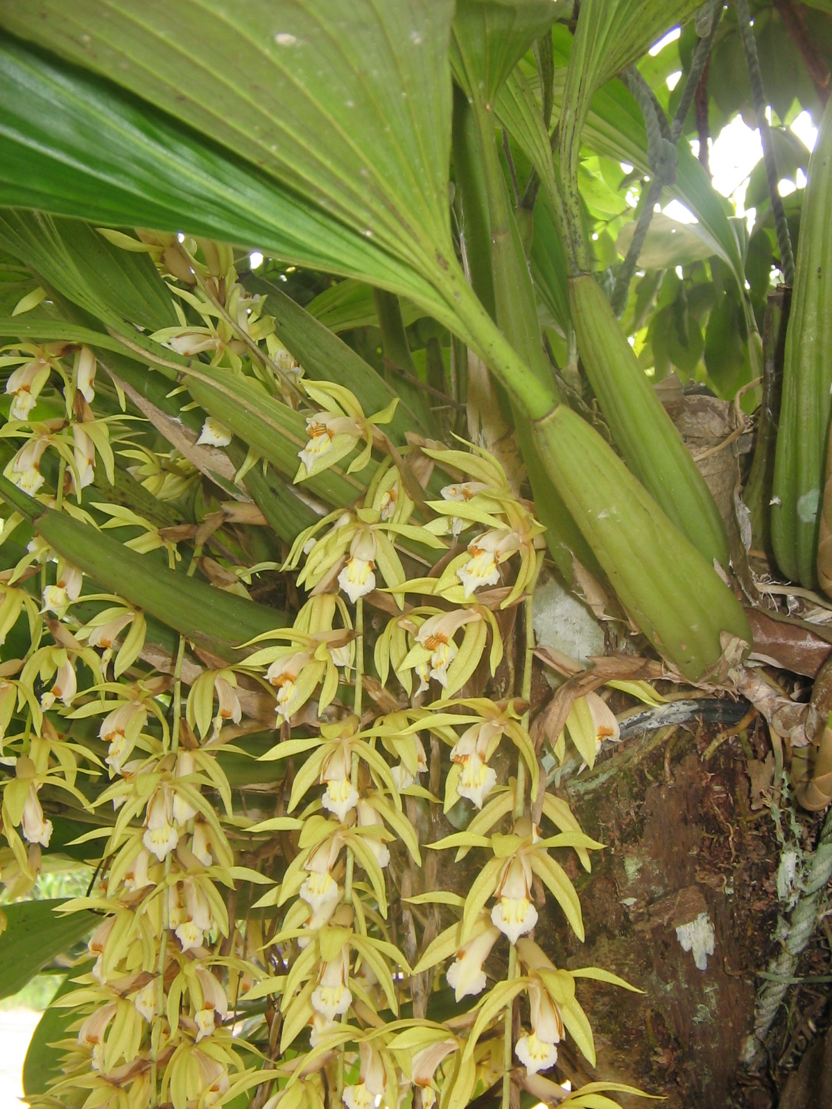 Anak Beringin: Bunga Tasbih