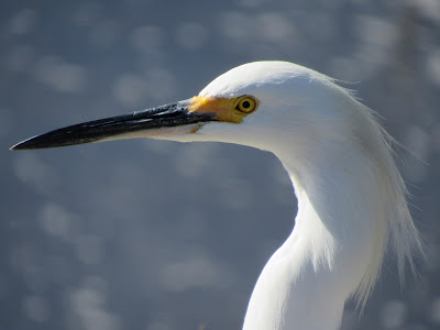 Sacramento National Wildlife Refuge California