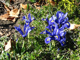 dwarf iris Iris reticulata spring blooms by garden muses: a Toronto gardening blog