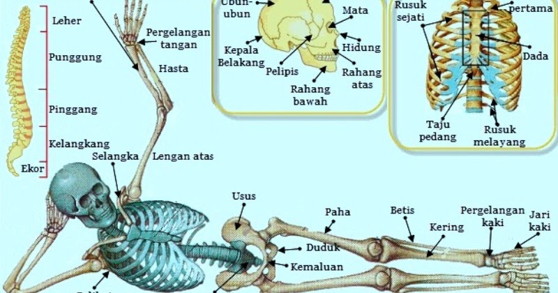 Potongan Rangka Pada Insan
