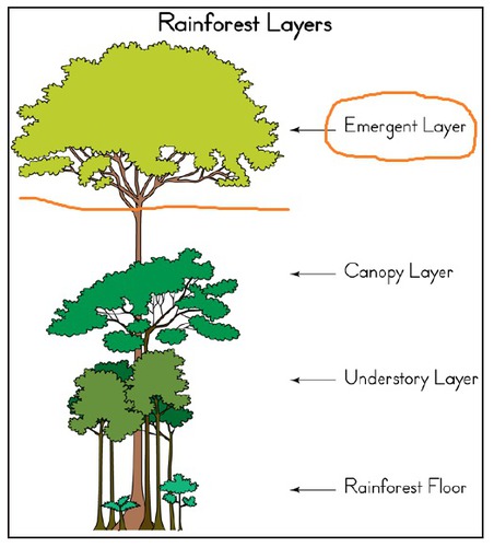 Jenis Tumbuhan Hutan Hujan Tropis Gurugeografi Id