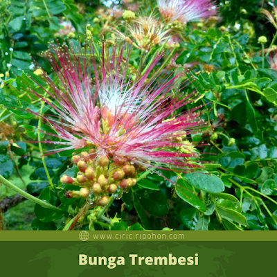 Bunga Trembesi