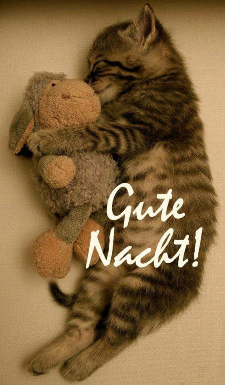 201 Gute Nacht Bilder Gute Nacht Gif Gute Nacht Bilder Fur Whatsapp