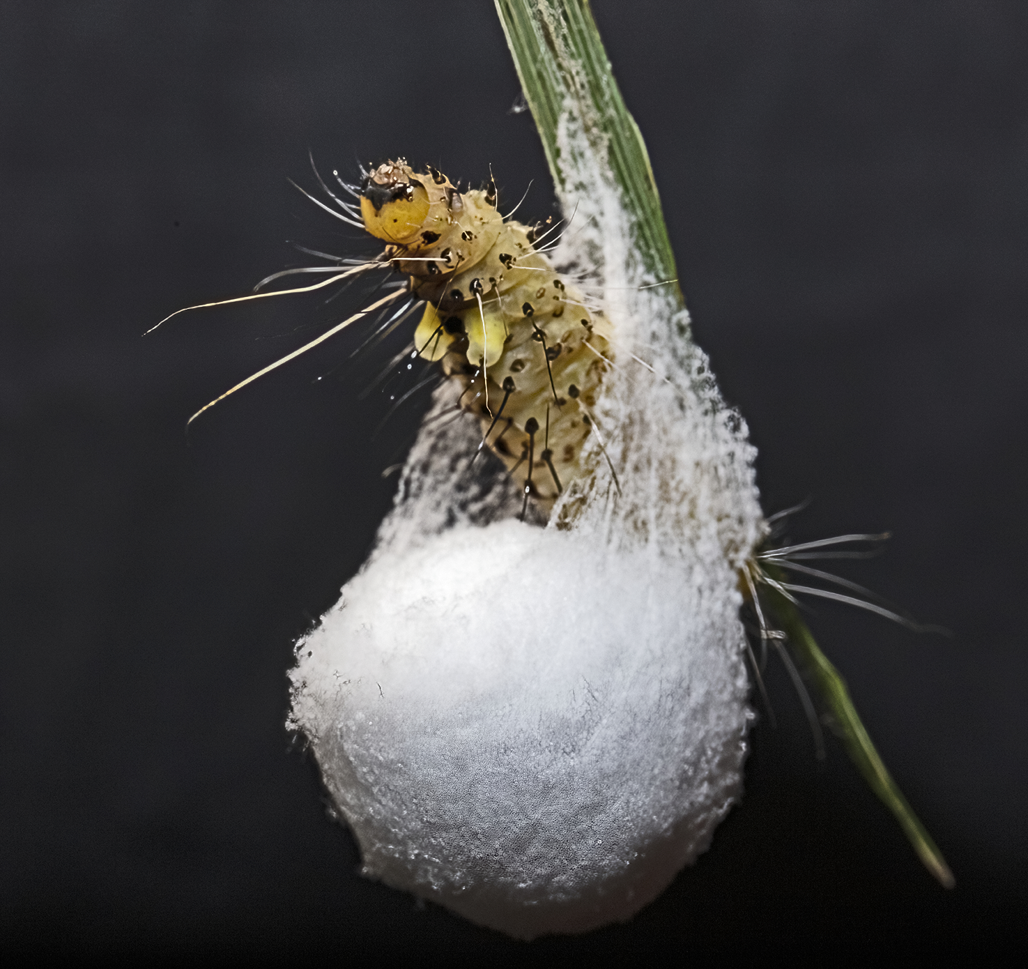 BunyipCo: An Unfortunate Caterpillar