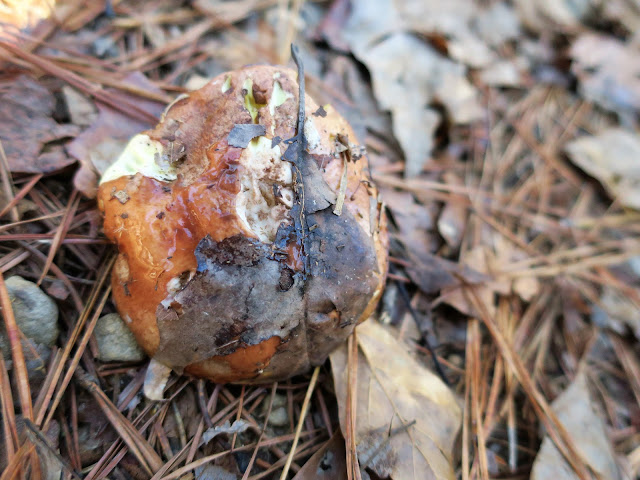 Mushrooms, Tannehill Ironworks Historical State Park, McCalla, Alabama. November 2020. Mushrooms, Tannehill Ironworks Historical State Park, McCalla, Alabama. November 2020.