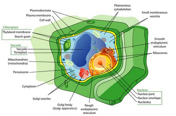 Pengertian Jaringan Dalam Ilmu Biologi