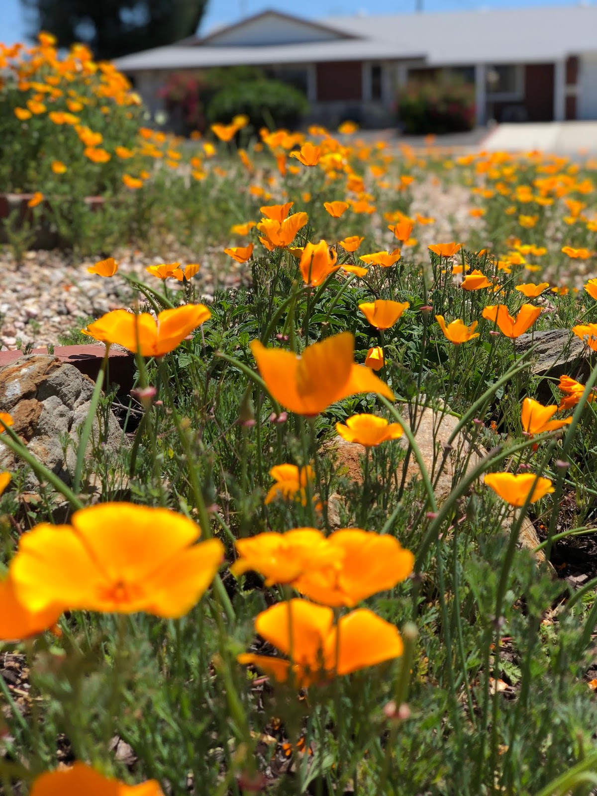 Herbs From Distant Lands Ceanothus Americanus New Jersey Tea