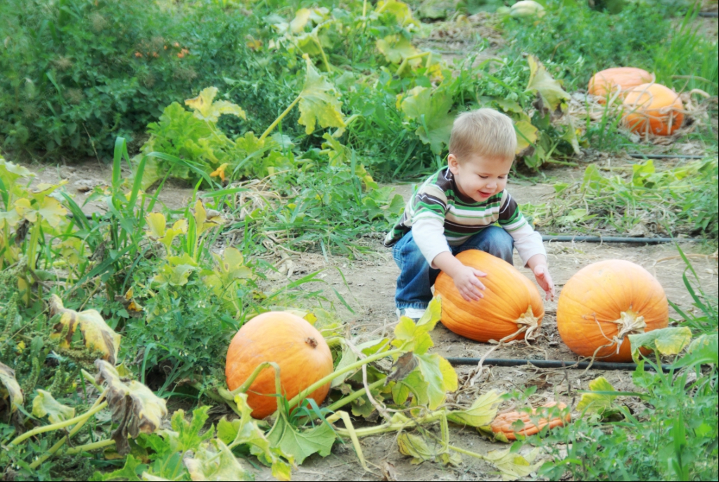 Ford Family Photos Pumpkin Patch Kids Live Oak Canyon Pumpkin Patch