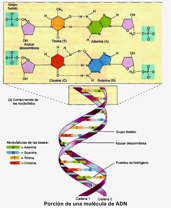 cadenas adn y arn 193 cidos nucleicos 225 cido desoxirribonucleico adn y 225 cido cadenas adn y arn 193 cidos nucleicos 225 cido desoxirribonucleico adn y 225 cido