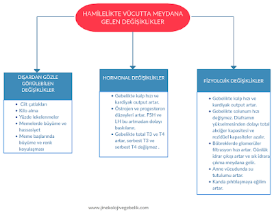 hamilelikte vücutta değişiklikler hamilelikte vücutta değişiklikler