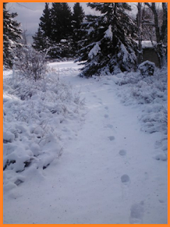 One set of boot prints heading down a snow covered trail surrounded by trees and brush (also covered with snow). 