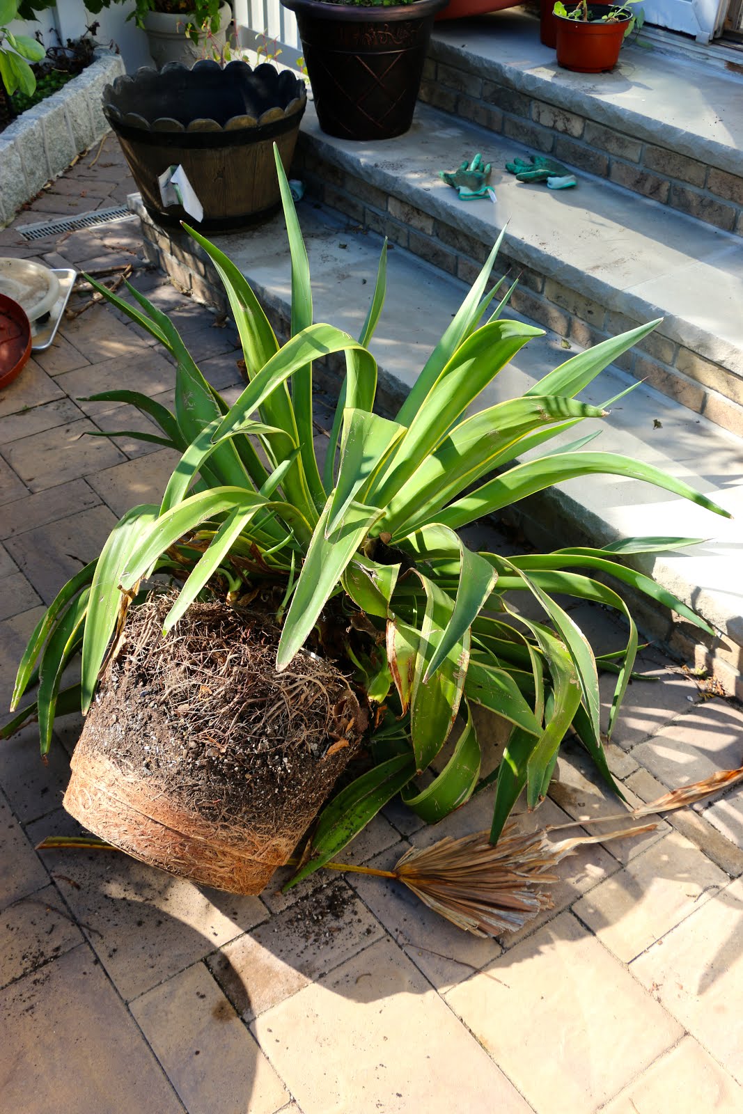 Tropical Gardening in New York City! Replanting a massive Agave