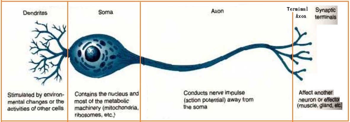 BIOLOGI GONZAGA: ISTILAH SYARAF