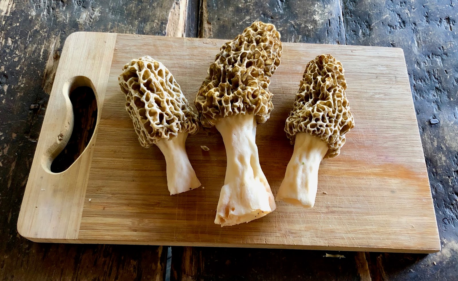 Morels!