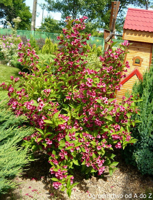 Krzewuszka Weigela