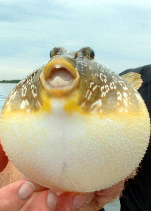 Nature Picture Selection: Blow Fish